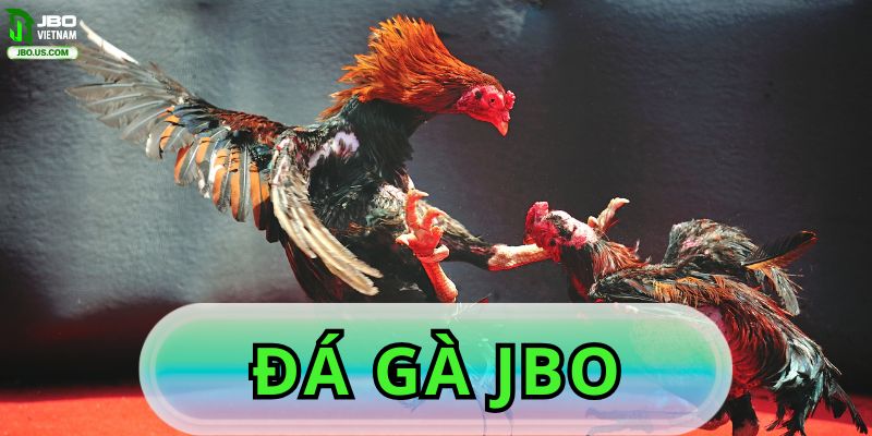 Đá Gà JBO - Điểm Đến Cá Cược Đỉnh Cao Cho Kê Thủ Việt